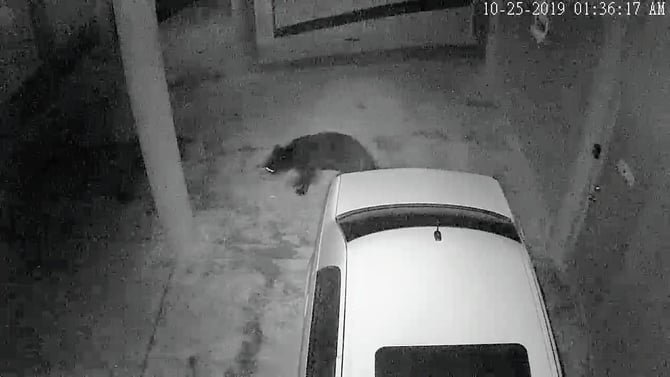 Who made that noise?